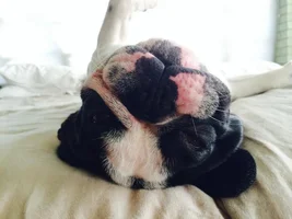 Sleeping Snoring Snoozing Frenchies Contest ~ENTER HERE~