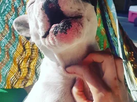 ~ENTER HERE~ April 2019 Frenchie of the Month "SMILING FRENCHIES"