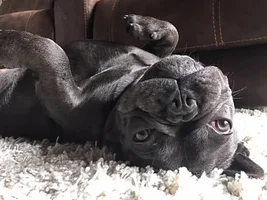 ~ENTER HERE~ August Frenchie of the Month ~ LAZY FRENCHIES ~