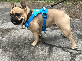 Wondering if my Frenchie's weight is okay