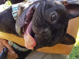 4 PAW MEMBERS!!! Please VOTE for your favorite Smiling Frenchies!
