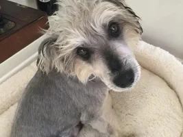 My sister rescued a dog:)