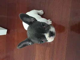 Red/irritated third eyelids that will not retract (NOT cherry eye)