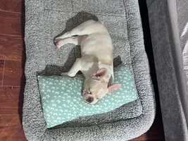 New owner frenchie or mix