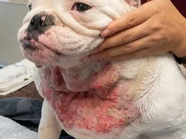How do you tell when a Frenchie’s skin problem is turning into an infection?