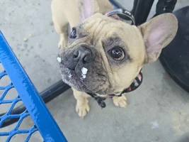 📷 Please submit a photo for the French Bulldog News Header & Logo!