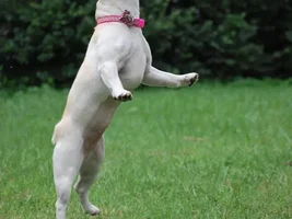 The Frisbee catching French bulldog!
