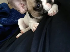 New to the frenchie game! Everyone, meet Doug! :)