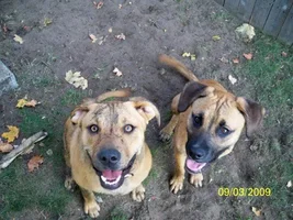 Breed specific legislation