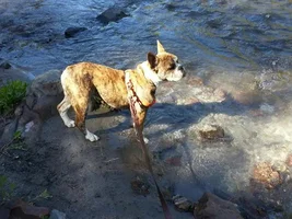 Buster Wades In Hurricane Creek!