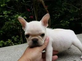 Advice on a potential frenchie!