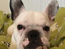 4 PAW MEMBERS!!! Please vote for your favorite Frenchie Faces!