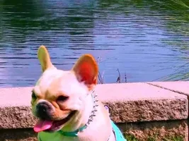 July 2016 Frenchie of the Month Contest ~ Summertime Frenchies