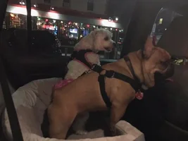 Car Restraints
