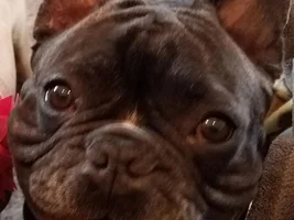 4 PAW MEMBERS!!! Please VOTE for your favorite Smiling Frenchies!