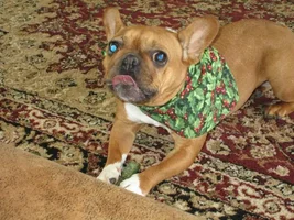 2015 Secret Santa Paws Sharing Thread