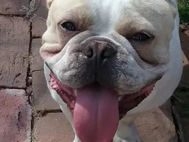 4 PAW MEMBERS!!!  Please vote for your favorite Happy Frenchies!