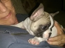 New to the frenchie game! Everyone, meet Doug! :)