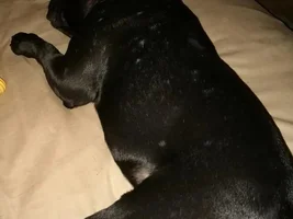 Bumps all over his back and neck!
