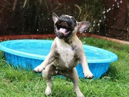 October 2014 Frenchie of the Month Contest ~ENTER HERE~