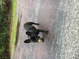 ~ENTER HERE~ Frenchie of the Month Contest ~ It's October!