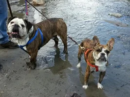 Ruggles And Buster Enjoying Our Father's Day Walk!
