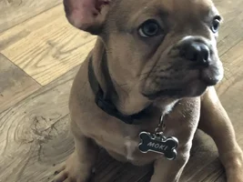 Meet Moki