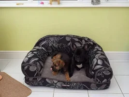 A couch for the pups...
