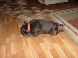 Contortionist
