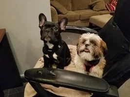 meet Rocco
