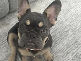 Meet Saki the French Bulldog. There's never a dull day with our precious Frenchie.