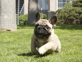 August Frenchie of the Month .... 4 Paw Members Please VOTE!