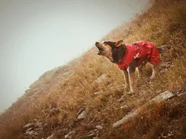 Anyone need a raincoat?