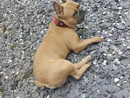 📷 Please submit a photo for the French Bulldog News Header & Logo!