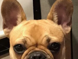 4 PAW MEMBERS!!!  Please VOTE for your favorites FRENCHIE-TUDES!
