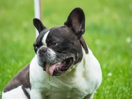 Wally's many grass eating faces