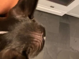 Puppy head light hair spots