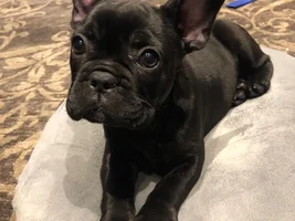 After much research on here, our first FBD~Atlas!