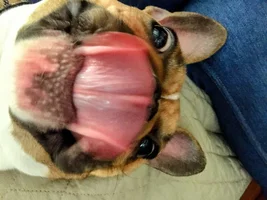 📷 Please submit a photo for the French Bulldog News Header & Logo!