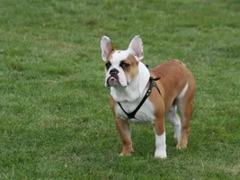 Our Frenchies - challenge
