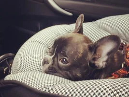Hi! New Frenchie mommy