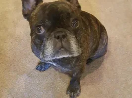 VOTE NOW!  Frenchies in October Contest!