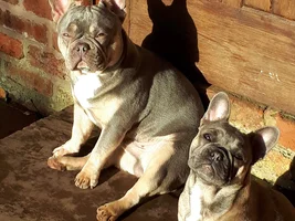 4 PAW MEMBERS!!!!  Please VOTE for your favorite Frenchie TURKEY LEGS!!