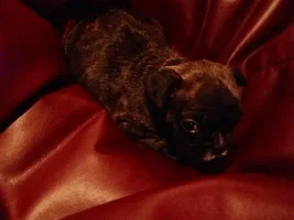 Complete dog newbie!