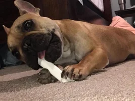 Adding a puppy to the family!