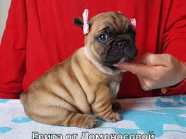 Help in choosing the right Frenchie!