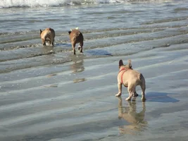 Frenchie Meet up group event this weekend Dec 1st
