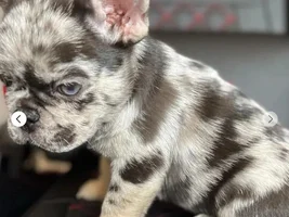 Fluffy Merle