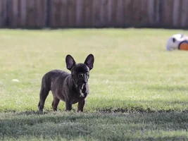4 Paw Members!  VOTE NOW!!  September Frenchie-tude Contest!