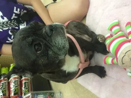 Advice for a new frenchie owner...